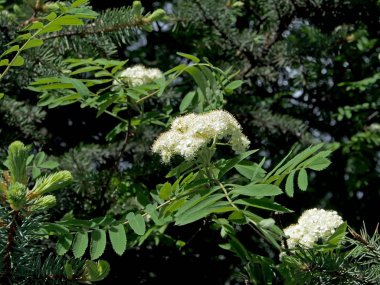 şehir Park çiçekaçan dağ kül