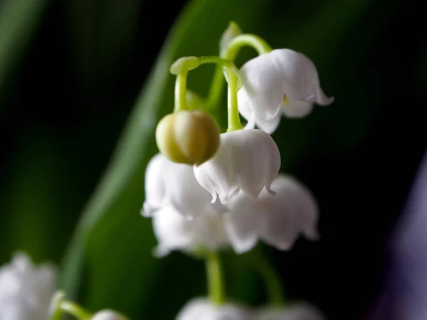 Lilies of the valley blossomed on a dark natural background, a narrow focus area — Stock Photo, Image