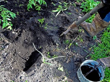 açık zeminde domates fidesi dikim için delik kazma