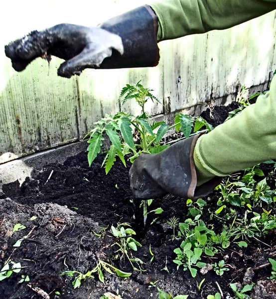 Plantering tomatplantor i den öppna marken i trädgården, trädgårdsmästaren händer är synliga — Stockfoto