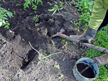 açık zeminde domates fidesi dikim için delik kazma