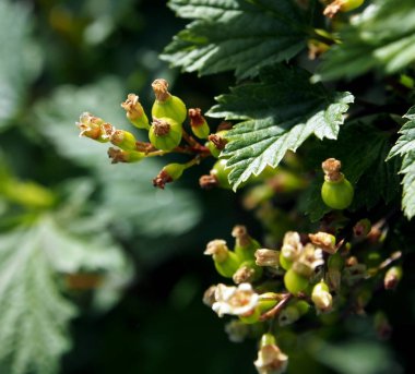 kırmızı frenk üzümü, makro, dar odak alanı küçük yeşil meyveleri