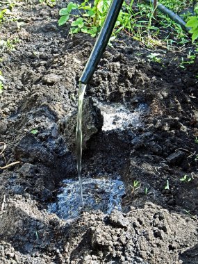 bahçede domates fidesi dikim için sulama delikleri