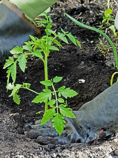 Plantering tomatplantor i den öppna marken i trädgården, trädgårdsmästaren händer är synliga — Stockfoto