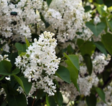ağaç üzerinde çiçek açan narin beyaz leylak