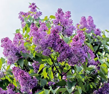 mavi gökyüzüne karşı bir ağaç üzerinde parlak leylak dalı