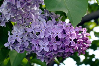 büyük çiçekler, makro ile leylak dalı