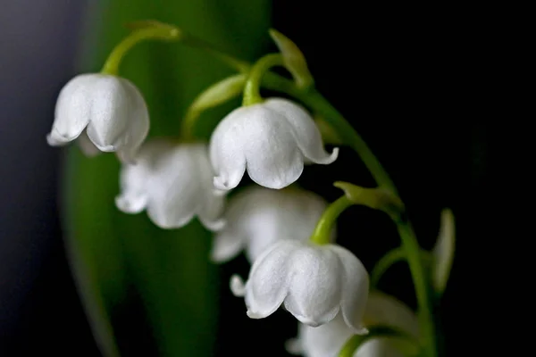 Lirio blanco brillante del valle flores sobre un fondo borroso oscuro — Foto de Stock