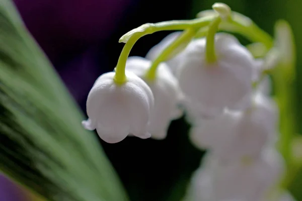 Lily of the valley white flowers, macro, narrow focus area — Stock Photo, Image