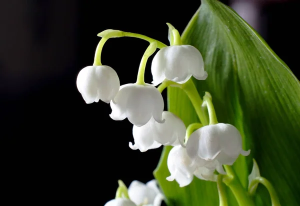 Bright white Lily of the valley flowers on a dark blurred background — Stock Photo, Image