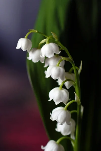 Φωτεινό λευκό κρίνος της κοιλάδας λουλούδια σε ένα σκοτεινό θολό φόντο — Φωτογραφία Αρχείου
