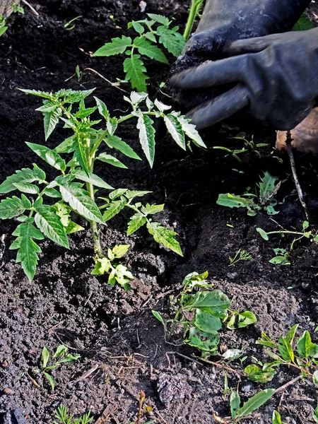 Plantering tomatplantor i den öppna marken i trädgården, trädgårdsmästaren händer är synliga — Stockfoto