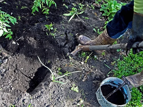 Gräv hål för plantering av tomatplantor i öppen terräng — Stockfoto