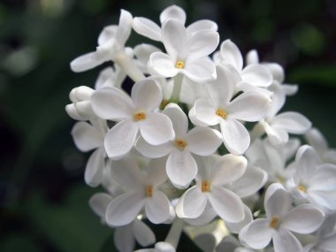 bir Bush yakın çekim beyaz leylak dalı, çiçek yapısını görebilirsiniz