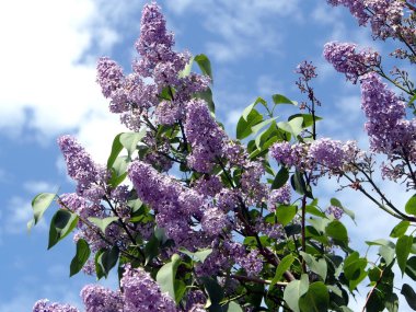 mavi gökyüzüne karşı bir ağaç üzerinde parlak leylak dalı