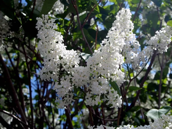 Delicada lila blanca floreció en el árbol contra el cielo azul — Foto de Stock