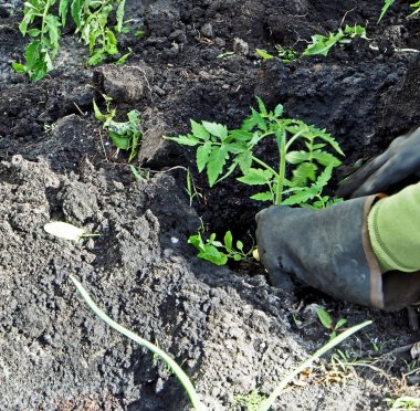 bahçede açık zeminde domates fidesi dikim, bahçıvan elleri görünür