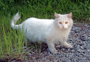 yol kenarında oturan sarı gözlü tamamen beyaz kedi