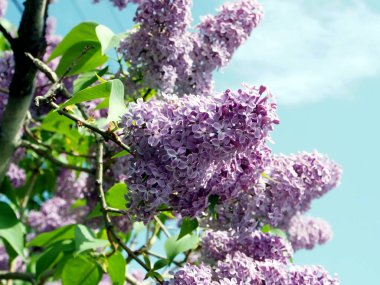 mavi gökyüzüne karşı bir ağaç üzerinde parlak leylak dalı
