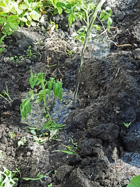 Regar las plántulas de tomate recién plantadas de una manguera — Foto de Stock