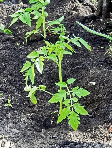 Vient de planter dans le sol des plants de tomate dans le jardin — Photo