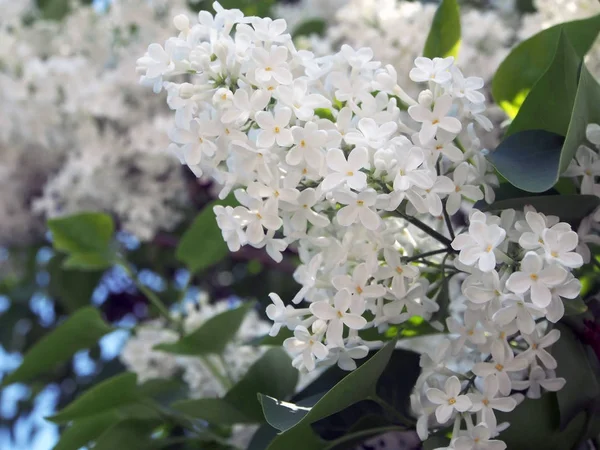 Tak van wit Lila op een Bush close-up, u de structuur van de bloem te zien — Stockfoto