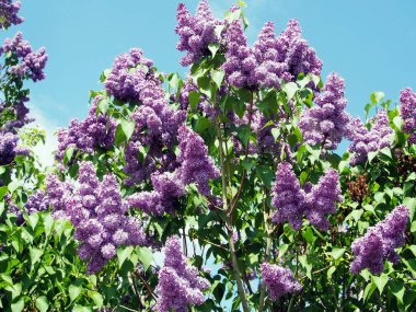 mavi gökyüzüne karşı bir ağaç üzerinde parlak leylak dalı