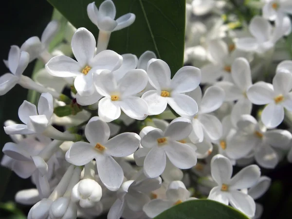 Tak van wit Lila op een Bush close-up, u de structuur van de bloem te zien — Stockfoto