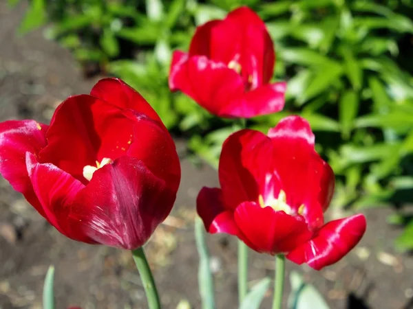 Tulipas de primavera vermelho brilhante floresceu — Fotografia de Stock