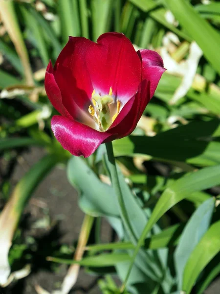Червоні тюльпани, освітлені сонцем крупним планом — стокове фото