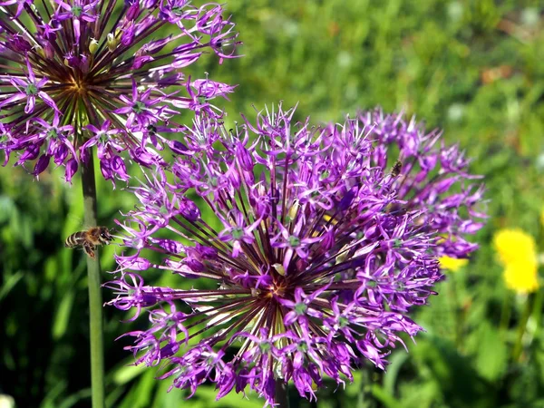 Rozkvetení aflatunové cibule s latinským jménem Allium aflatunský — Stock fotografie