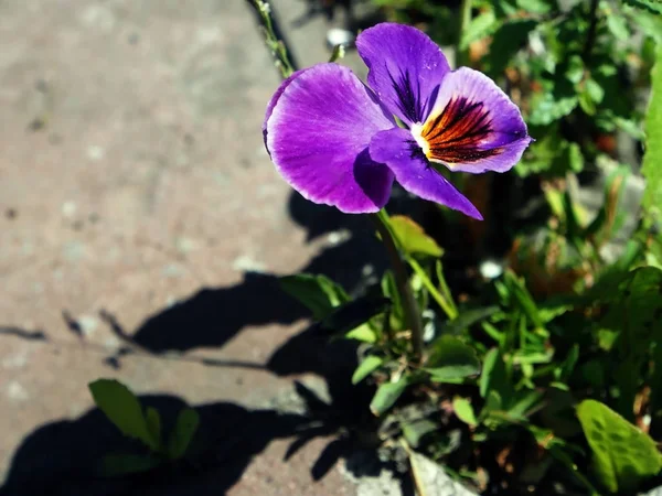 Pansies yalnız leylak çiçek — Stok fotoğraf