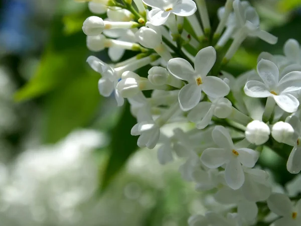 Zweig des weißen Flieders an einem Strauch aus nächster Nähe, man kann die Struktur der Blume sehen — Stockfoto