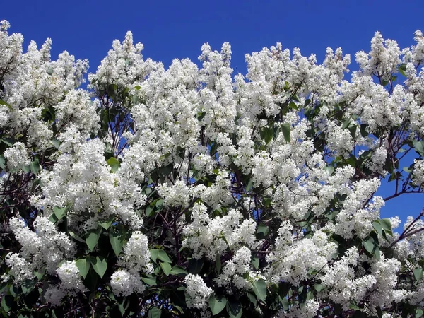 Нежная белая сирень расцвела на дереве на фоне голубого неба — стоковое фото