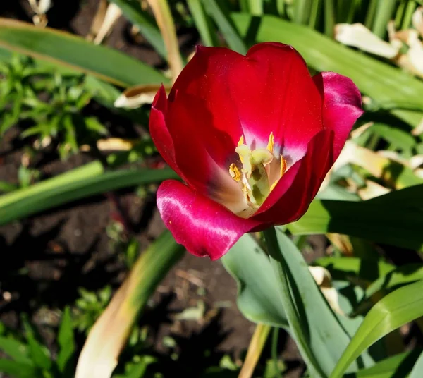 Tulipas vermelhas iluminadas pelo sol close-up — Fotografia de Stock