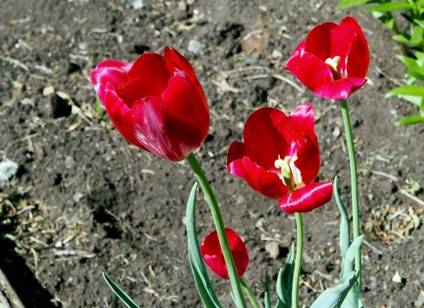 Tulipas de primavera vermelho brilhante floresceu — Fotografia de Stock