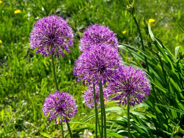 Brillante cipolla aflatuni fioritura nome latino Allium aflatunense — Foto Stock