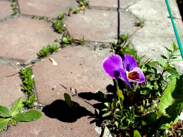 Одинокий сиреневый цветок анюмики — стоковое фото