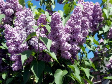mavi gökyüzüne karşı bir ağaç üzerinde parlak leylak dalı