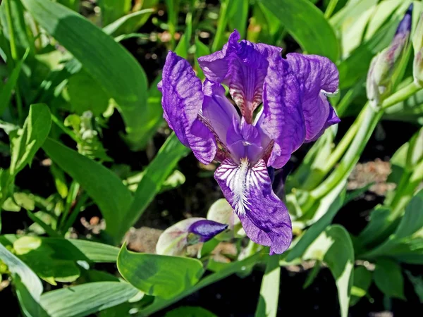 盛开的紫白色条纹虹膜 — 图库照片