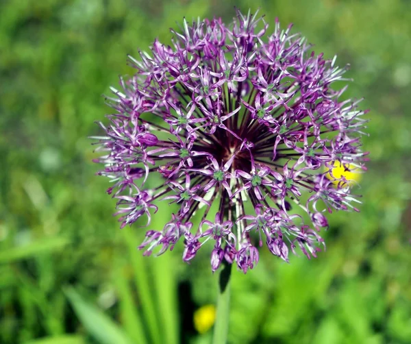 Oignon Aflatun fleuri avec le nom latin Allium aflatunense — Photo