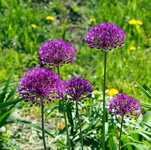 Brillante cipolla aflatuni fioritura nome latino Allium aflatunense — Foto Stock