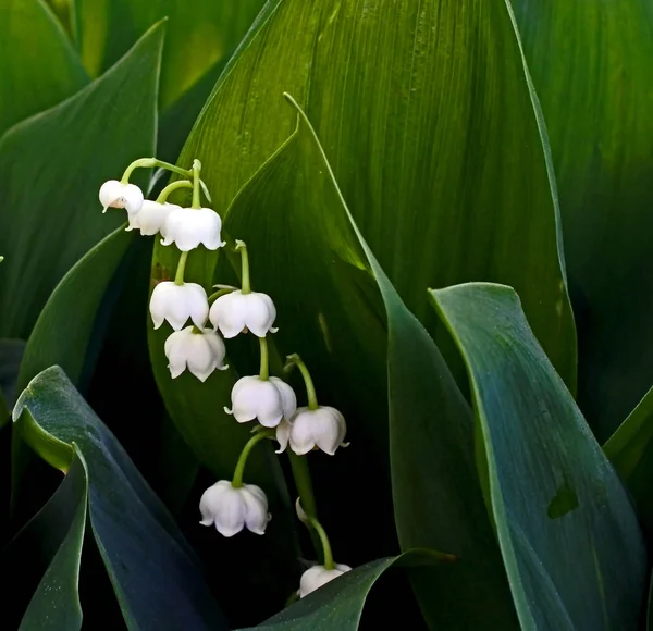 Helder witte lelie van de vallei bloemen op een donkere onscherpe achtergrond — Stockfoto