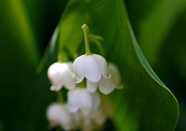 Bright white Lily of the valley flowers on a dark blurred background — Stock Photo, Image