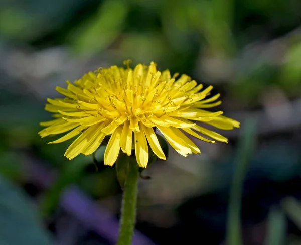 Blühte die erste Frühlingsblume Löwenzahn, Makro, enge Fokusfläche — Stockfoto