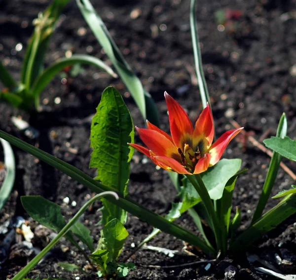 bloomed Tulip like a Lily