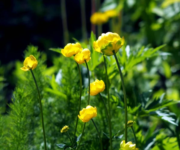 Bloomed European swimsuit on the background of blurred natural greenery — Stock Photo, Image