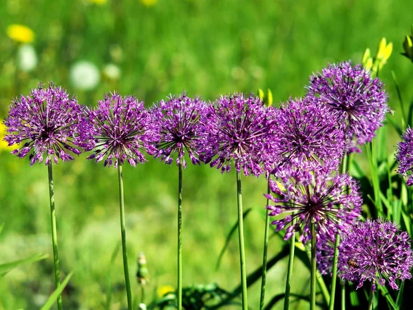 Lilas brillant floraison aflatuni oignon Nom latin Allium aflatunense — Photo