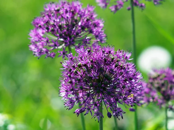 Brillante cipolla aflatuni fioritura nome latino Allium aflatunense — Foto Stock