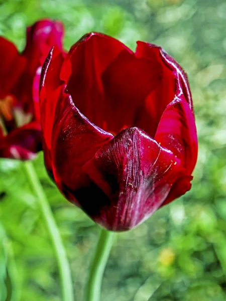 Ярко-красный весенний тюльпан — стоковое фото